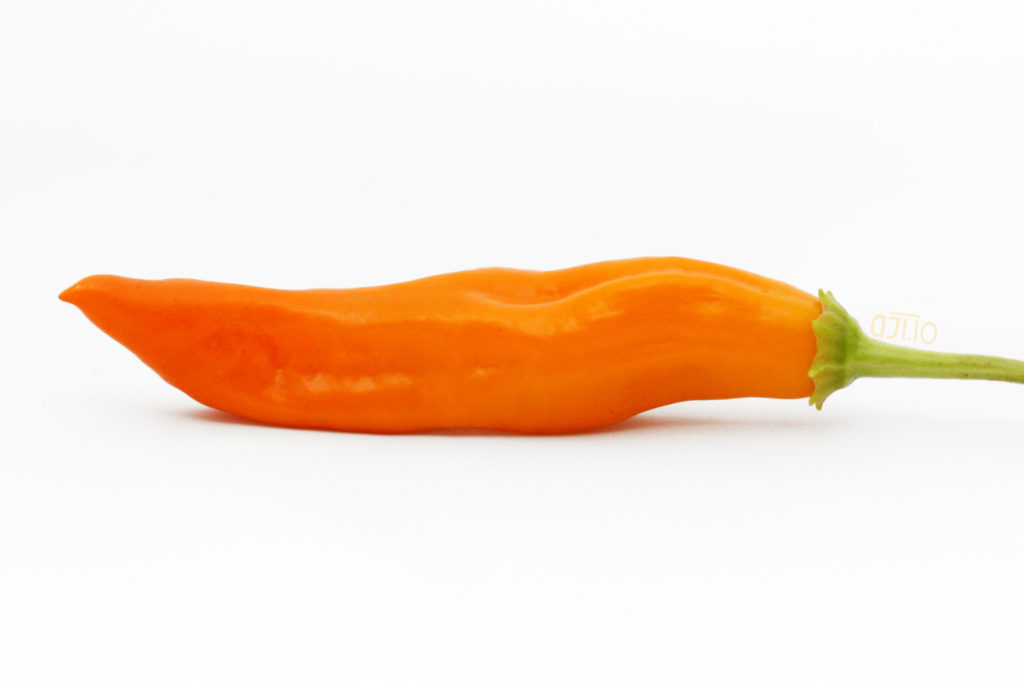 aji-amarillo-03