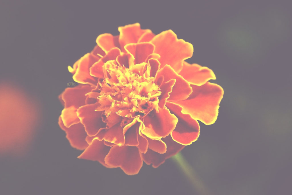 red-cherry-marigold